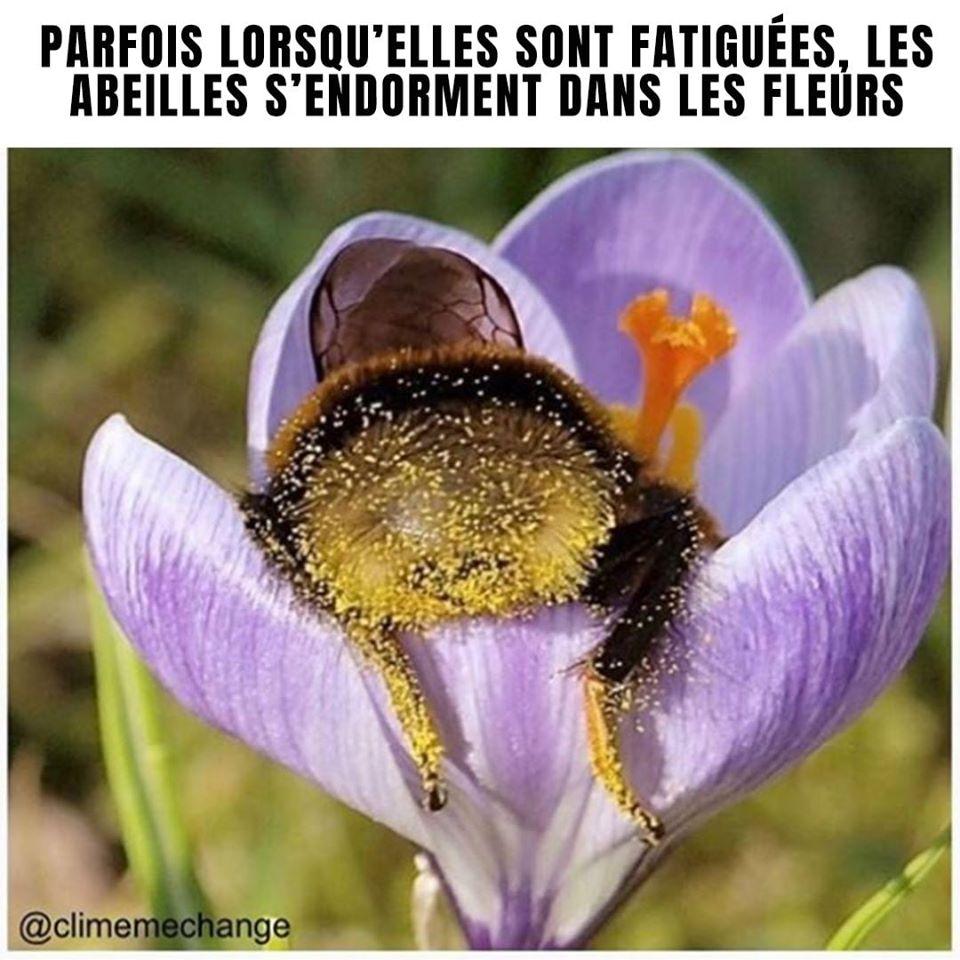 Abeille endormie